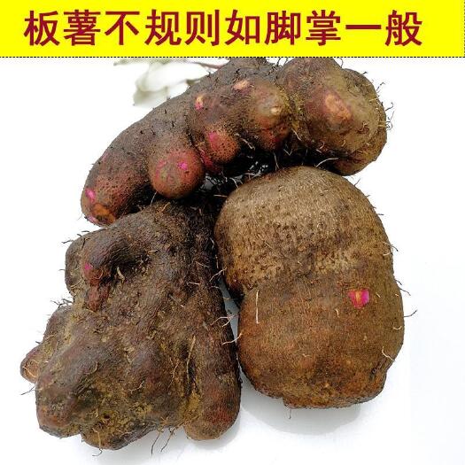 安远县赣南脚板薯紫山药板薯赣南紫山药紫玉淮山药