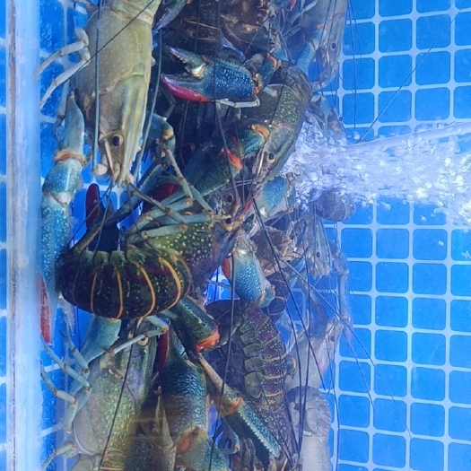 合肥 澳大利亚淡水龙虾