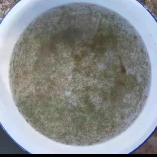南宁草鱼水花大头白鲢鲤鲫鱼土鲮水花各种淡水鱼花场地直供，量大包送