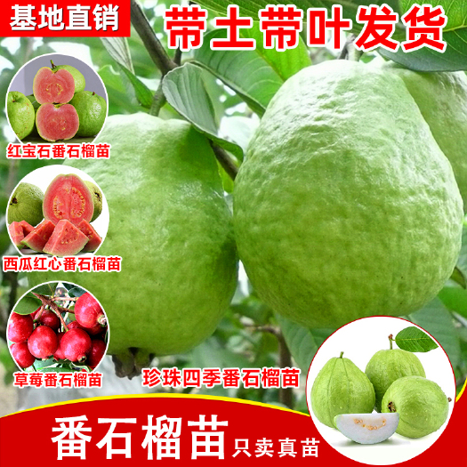 容县番石榴苗白心红心红宝石西瓜芭乐树苗