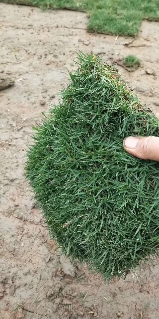 清远 大叶油，草