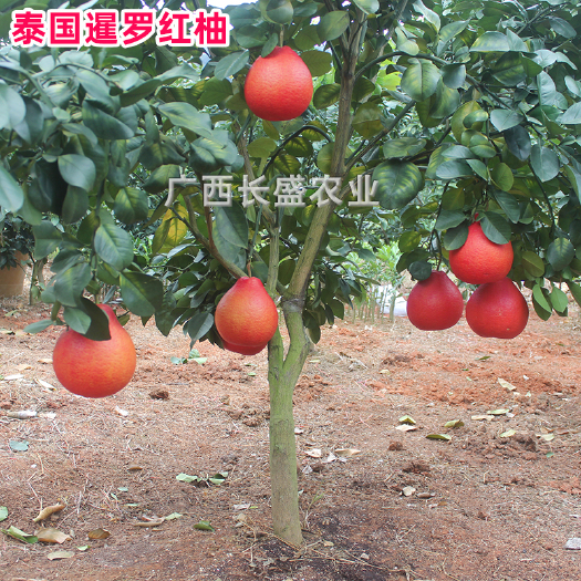 容县暹罗柚苗 泰国暹罗三红柚