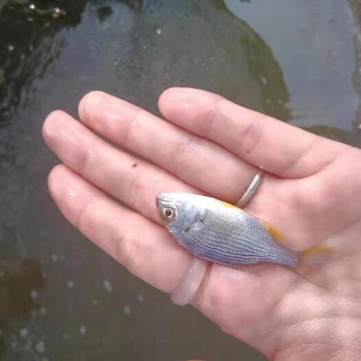 黄脚立鱼苗      黄脚立     黄立鱼苗