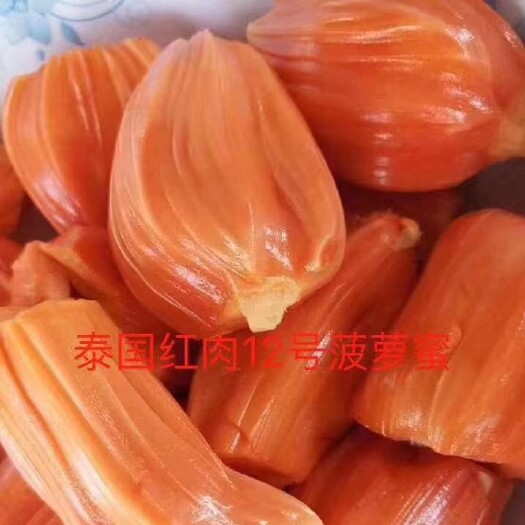 灵山县红肉菠萝蜜苗 精品红肉泰国十二号菠萝蜜苗