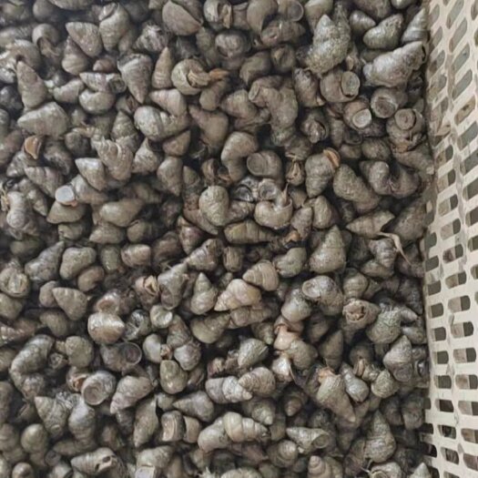 江陵县精品石螺，各种规格有货，品质保证，价格美丽
