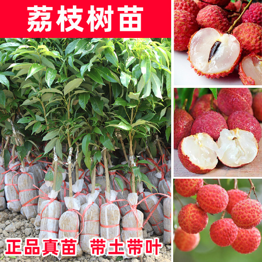 容县妃子笑荔枝苗 荔枝树苗 桂味 妃子笑 无核荔枝 糯米滋