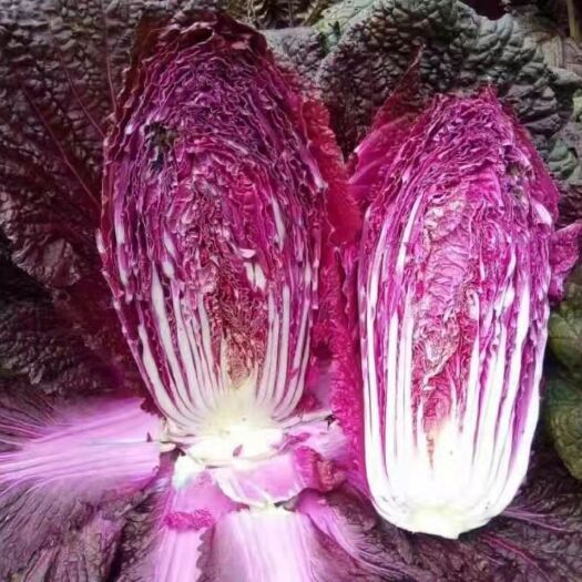 黔西市紫白菜