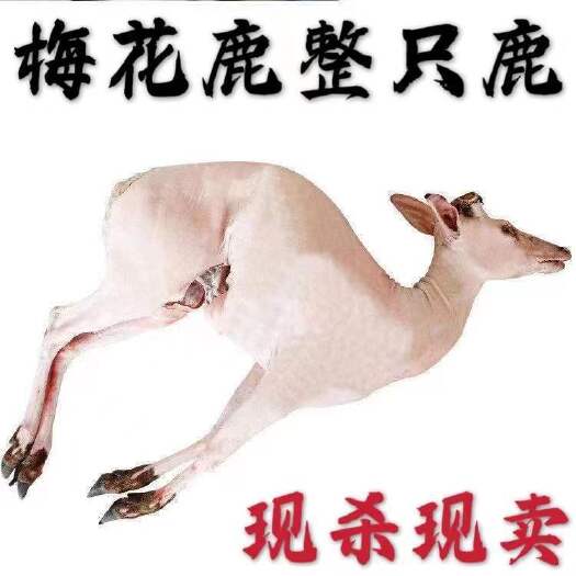 长春整只鹿肉白条鹿肉 新鲜屠宰 保质新鲜 肉质新鲜  正规手续