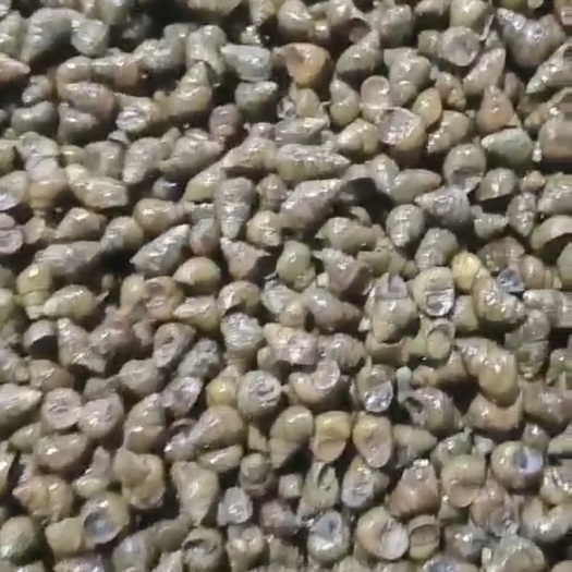 乐清市浙江螺蛳薄壳河螺石螺石蚂食用河螺鲜活螺蛳石螺