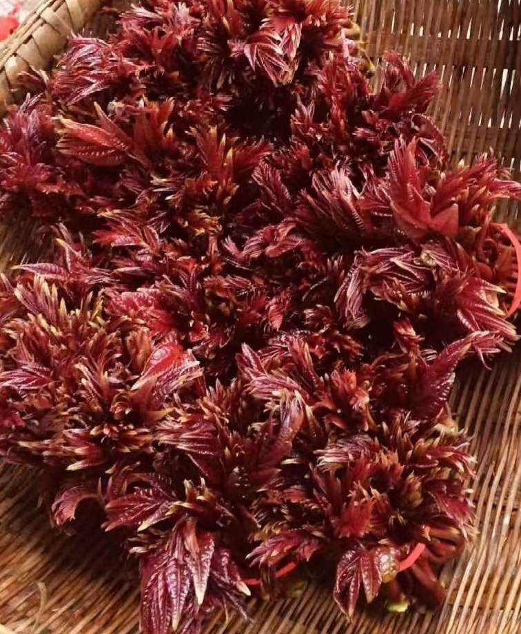 红油香椿头茬香椿芽，树上黄金美食