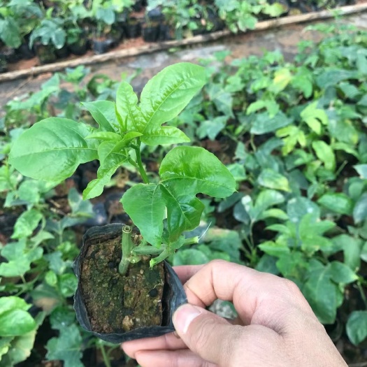 紫香百香果苗 百香果苗鸡蛋果苗果树苗紫香台农黄金果四季可种盆