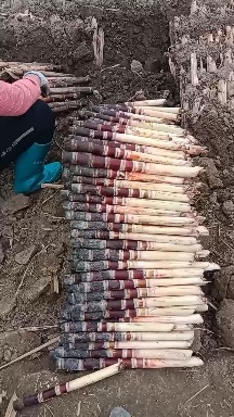 黄皮甘蔗种苗 黑皮甘蔗种苗大灰种苗黄皮甘蔗种苗大量供应