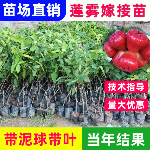 容县莲雾苗嫁接黑金刚大叶红黑糖芭比莲雾苗