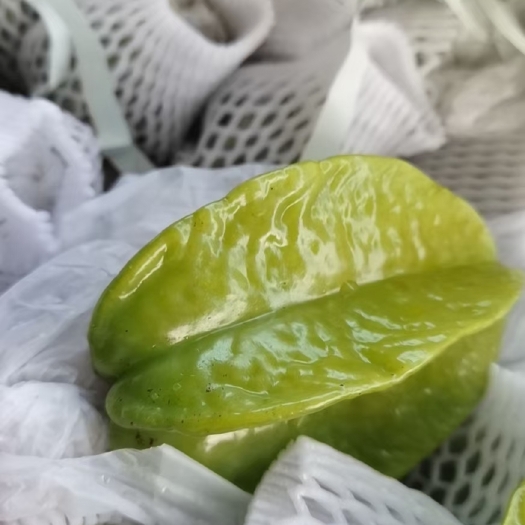 遂溪县 香蜜杨桃