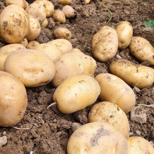 枣庄荷兰18土豆2023新鲜土豆 万亩大棚欢迎实地考察