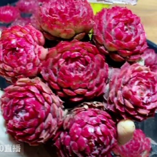 兴仁市多肉植物 朱砂痣多肉