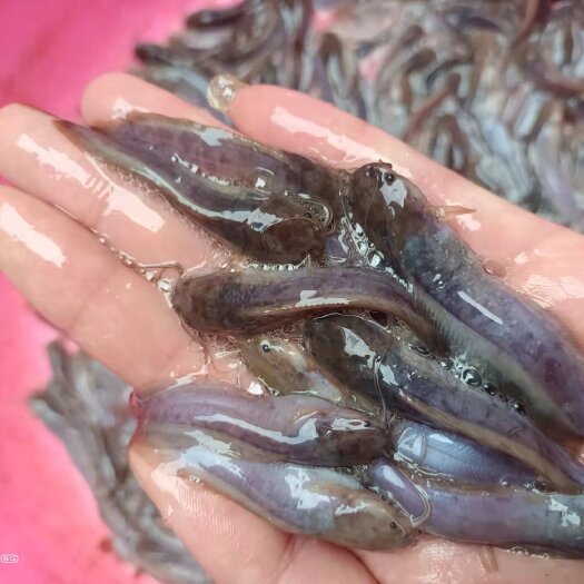 钦州三黄塘虱鱼苗，本地塘鲺鱼苗，杂交塘鲺鱼苗