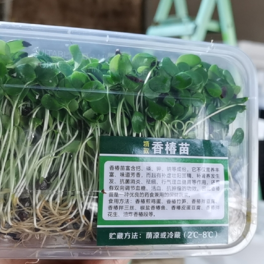 寿光市 红油香椿芽苗菜 酒店特色菜 大量批发 种植户直供