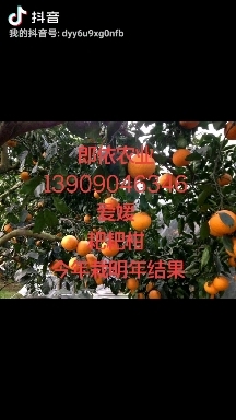 简阳市柑桔苗 柑橘苗