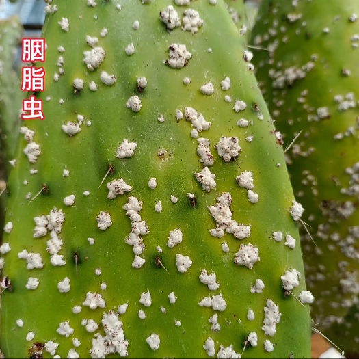 食用仙人掌  仙人掌胭脂虫种苗