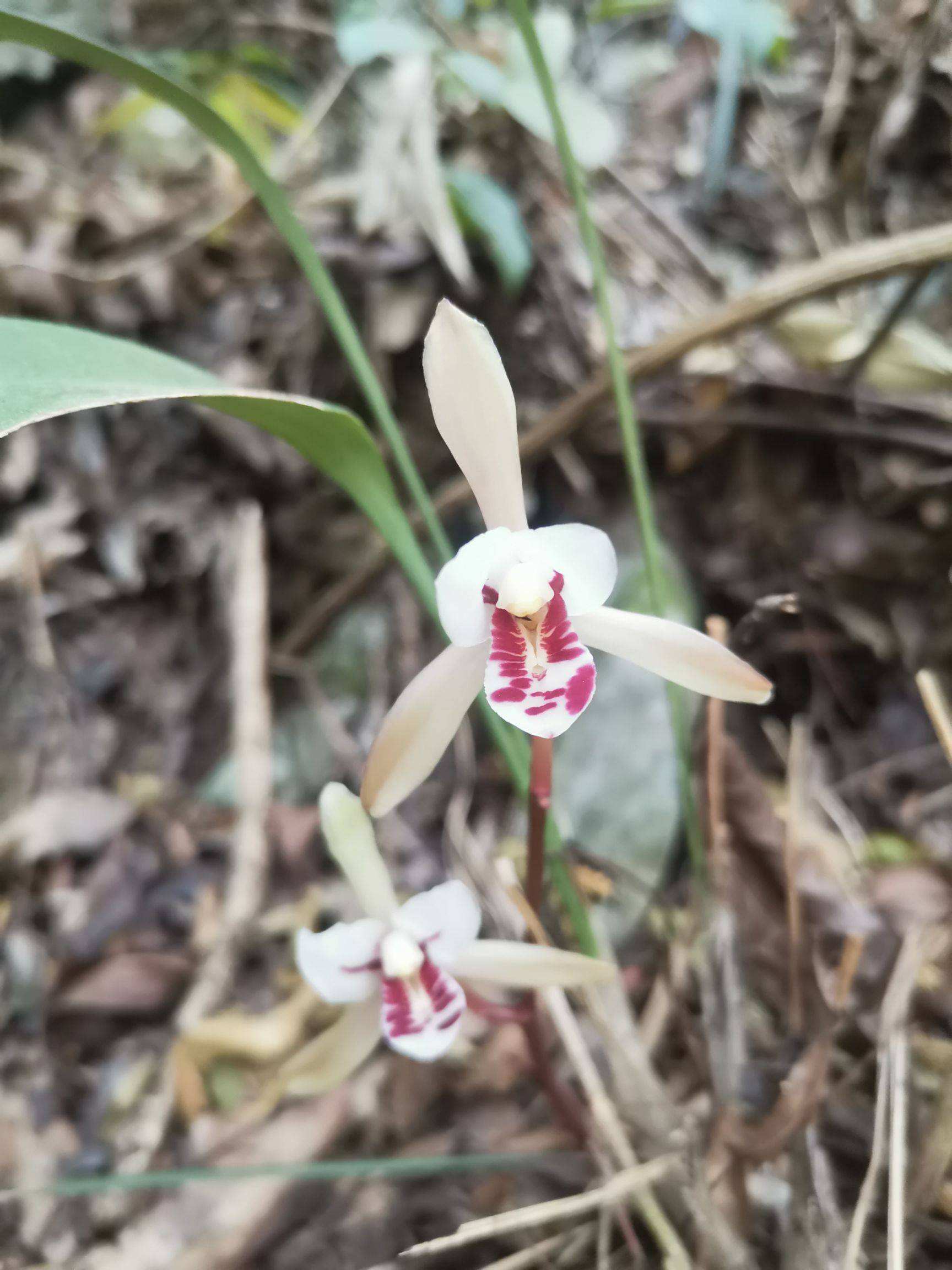  高山蘭花，兔耳蘭