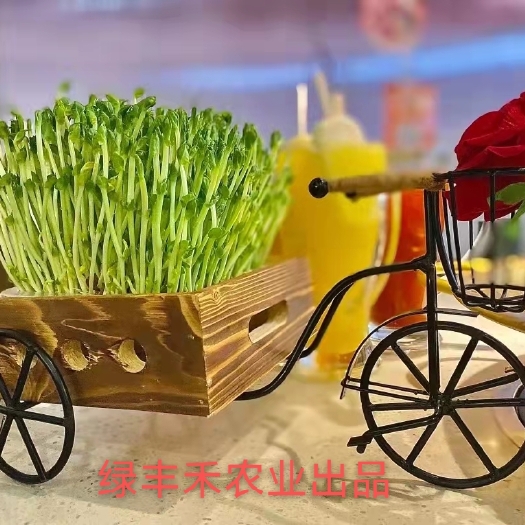 咸阳豌豆苗  绿色无公害芽苗菜