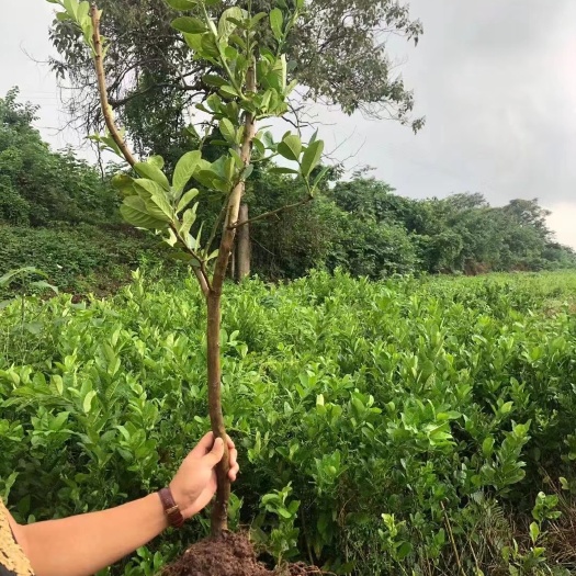 仁寿县佛手瓜苗 中药材佛手种苗出售佛手种植基地直发，量大从优