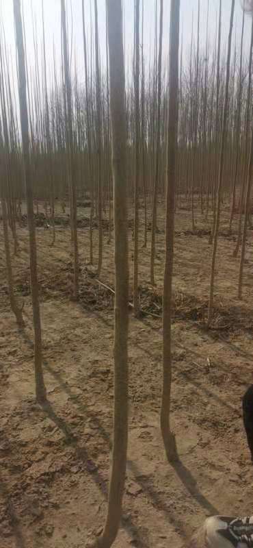 曲阳县杜仲树 出售杜仲米径3公分大量现树，价格电联，量大优惠