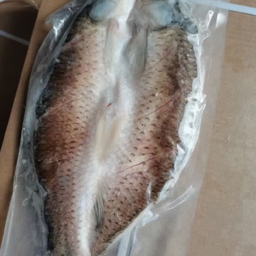 佛山 草鱼厂家直出20