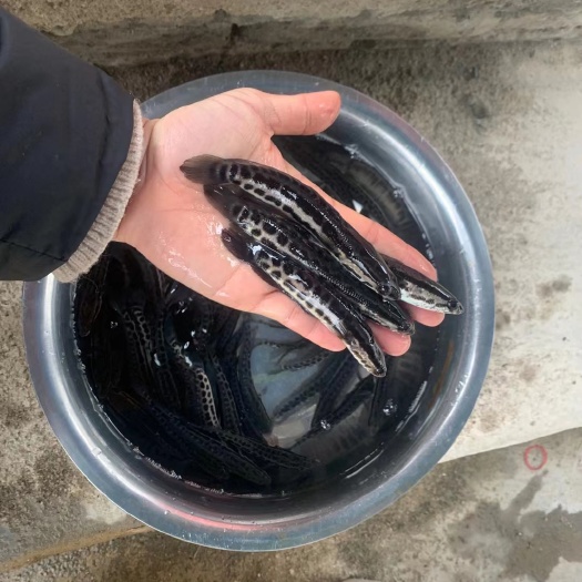 保康县乌鳢苗  优质黑鱼苗 生鱼苗 乌鱼苗