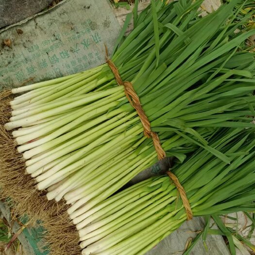 沂水县蒜苗，蒜台，红根蒜苗，白根蒜苗，口感好，味正，无公害，