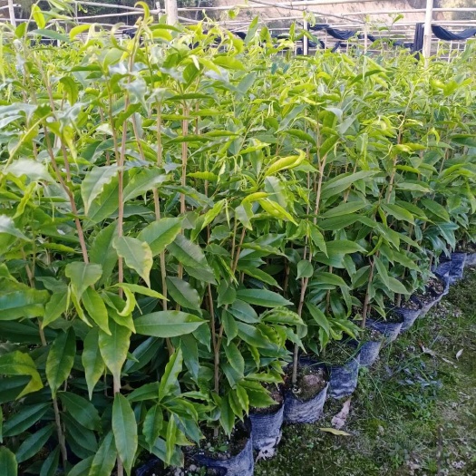 广州沉香苗 土沉香白木香树苗