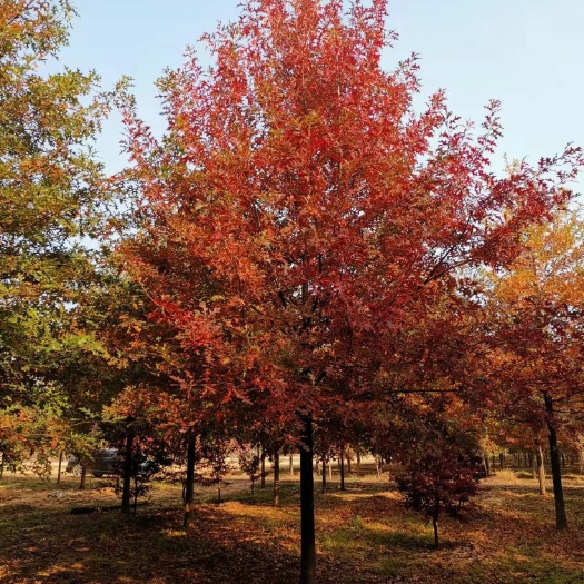 娜塔栎价格2~18公分娜塔栎红栎供应