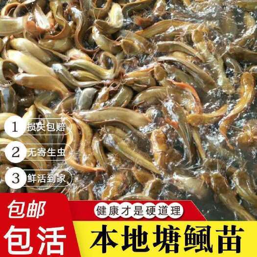 广州三黄塘虱鱼苗 本地塘鲺鱼苗塘角鱼苗三黄塘鲺鱼苗鲶鱼苗