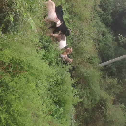 十堰 山羊出售
