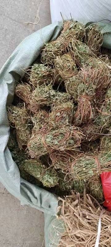 柳州带叶青绿鸡骨草