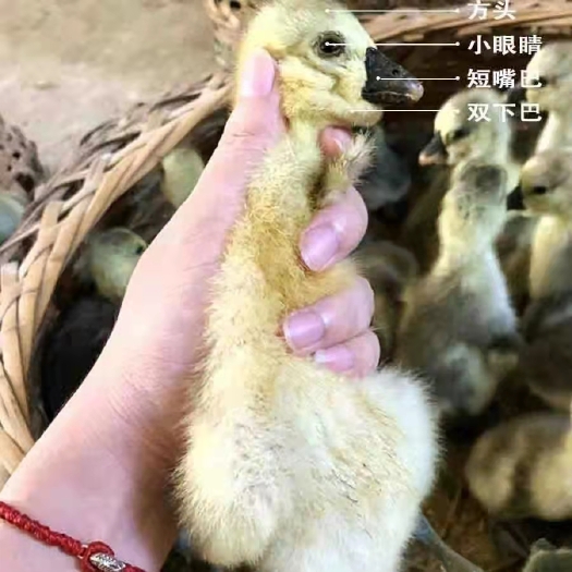 南宁 汕头狮头鹅苗