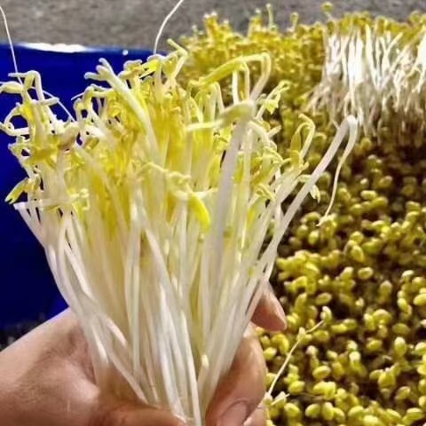 南宁 黄豆芽绿豆芽