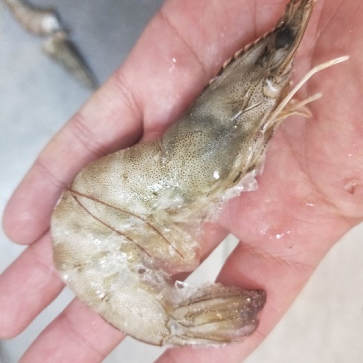 射阳县南美白对虾 海洋对虾一手批发欢迎咨询