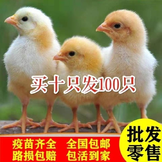 纳雍县土鸡苗 各类鸡苗批发