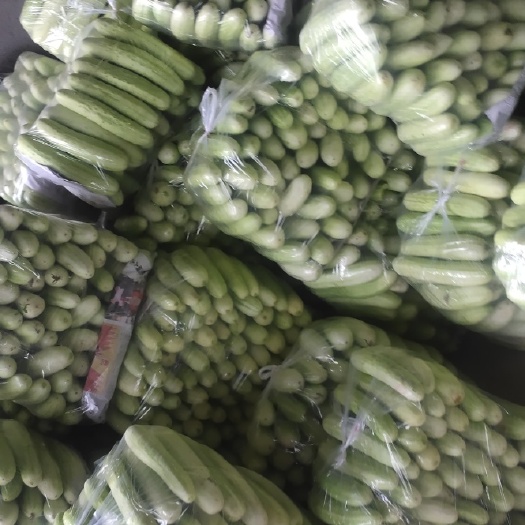 南宁燕白黄瓜  今年新货上市了在过十天量就大起来了现在有点头瓜了