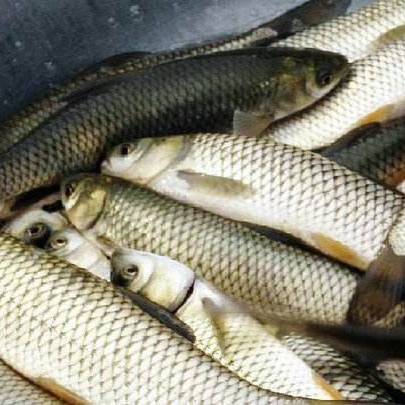 宜春厚子魚  草魚成品魚1萬斤在線要的，速速聯系。