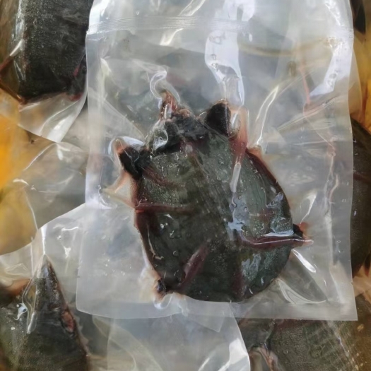 佛山有切好的有整只大的方便鱼乌鳖一件30只
净重350g一只