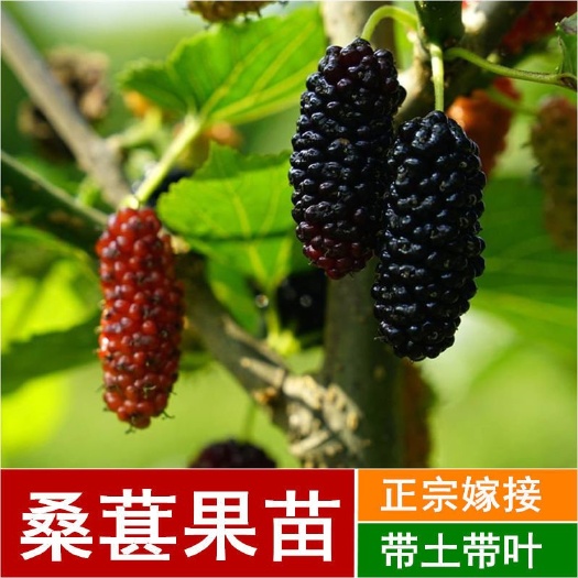 灵山县长果桑苗  桑葚苗树苗嫁接苗桑果苗盆栽地栽四季结果水果树苗当