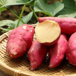 禹州市商薯19红薯苗  脱毒红薯苗开始销售了