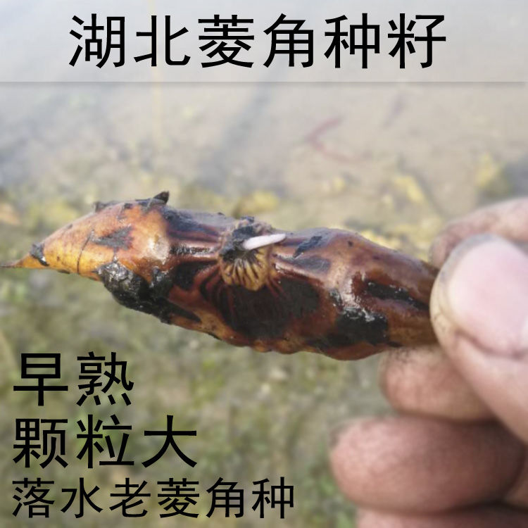 黄石菱角种子菱角苗湖北两角青菱高产菱角种子大量供应牛角菱