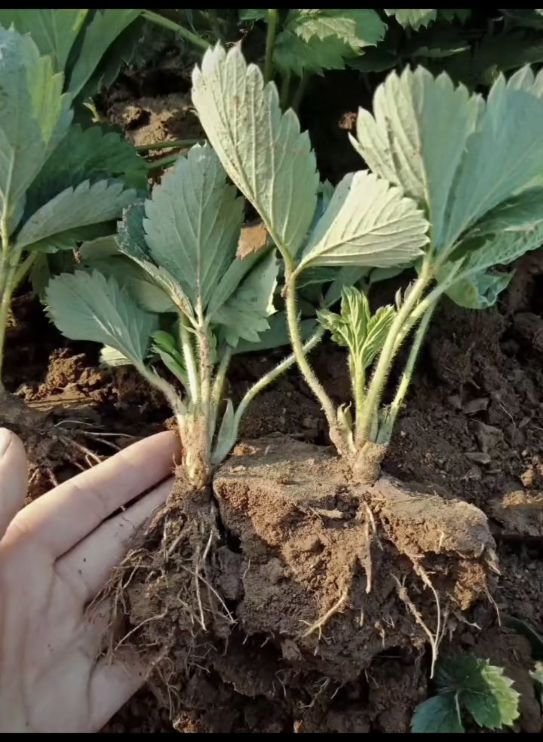 甜查理草莓苗  红颜草莓苗 基地直供 脱毒育苗 易活送技术产量高