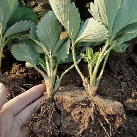 泰安甜查理草莓苗  红颜草莓苗 基地直供 脱毒育苗 易活送技术产量高