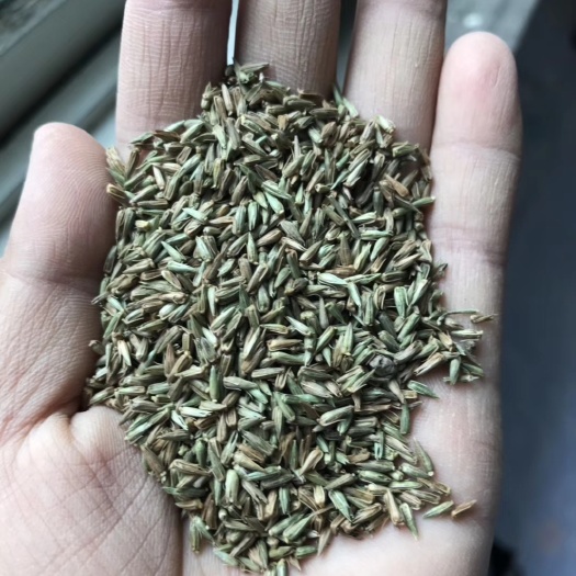 牛膝种子  牛膝籽  包芽率包邮  批发零售