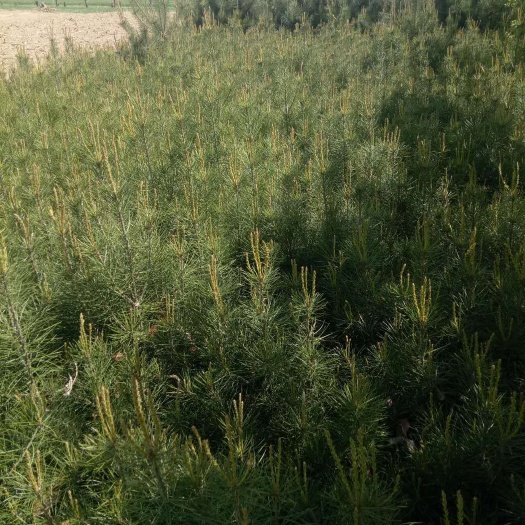 绛县白皮松工程白皮松